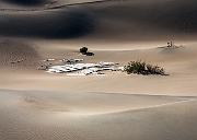 Mesquite Dunes 16-6721